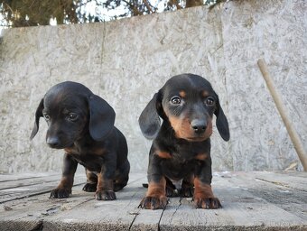 Jezevčík trpasličí - 6