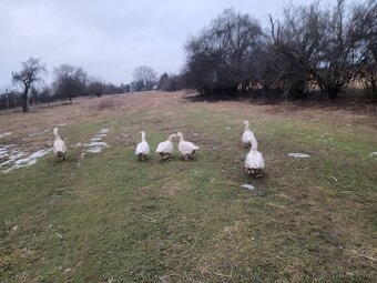 Chovný  kmen hus - 6