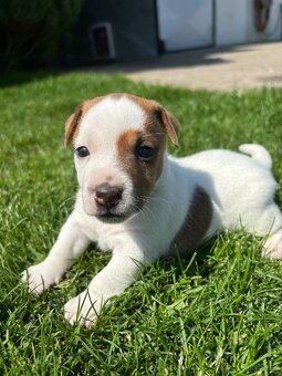 Jack russel teriér - 6