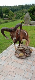 Preparace muflona,trofej, paroží. - 6