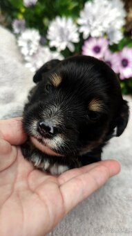 Nabízím štěňátka křížence jack russel - 6