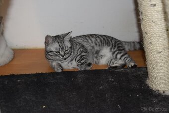Britské kotě s PP možno dovézt 24.10 do Prahy - 6