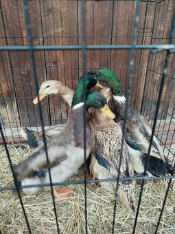 Kachny a kačery - 6