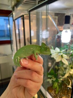 Terárium + osvětlení + chameleon - 6