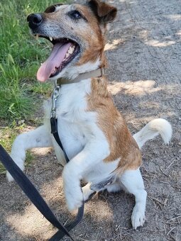 FOX K ADOPCI - přátelský pejsek - 6