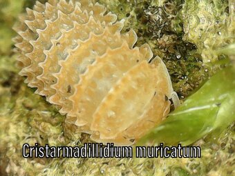 Isopody, mnohonožky, chvostoskoci ŽE, posílám - 6