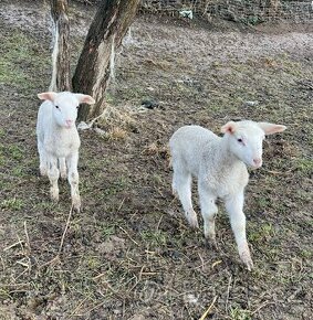 Východofríská ovce čistokrevná po rodičích s POP - 6