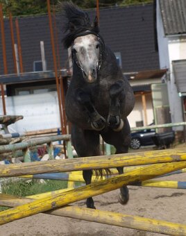 Valach Welsh pony, sekce B k prodeji - 6