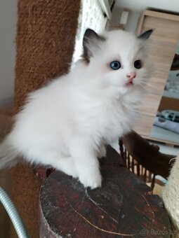 Koťátka s PP Ragdoll - 6