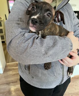 Staford štěňata - 6