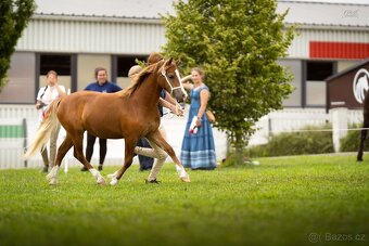 Klisna Welsh pony of cob type - 6
