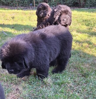 Novofundlandský pes - 6