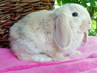 Kouzelná Miminka - Anglický Zakrslý Beránek MiniLop - 6