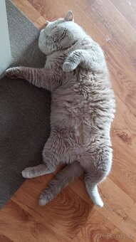 Britská koťátka volné 2.kočičky - 6