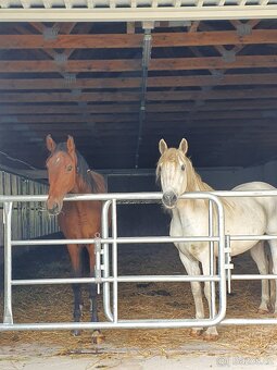 Ustájení mladých koní - 6