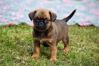 Brabantík s PP - pejsek - 6