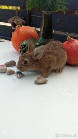 Zakrslý králík - 6