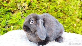 Zakrslý beránek, králíček, králík - PIPER - 6