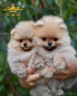Pomeranian s PP FCI - štěňátka k rezervaci - 6