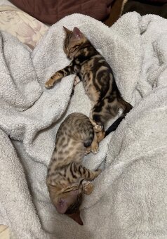 Bengálská koťátka na prodej - 6