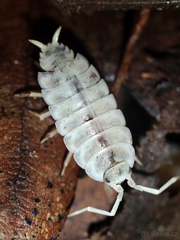 ISOPODY, CHVOSTOSKOCI, STRAŠILKY - 6