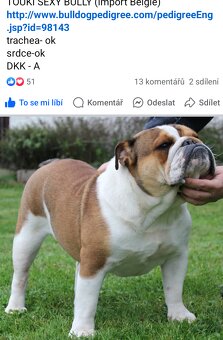Anglický buldok - 6