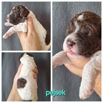 Lagotto romagnolo s PP ( italský vodní pes ) - 6