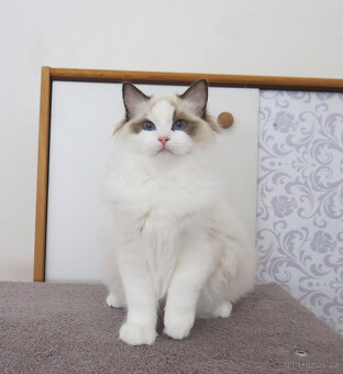 Ragdoll kocourci s průkazem původu k odběru - 6