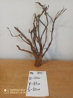 Bonsai kořeny - 6