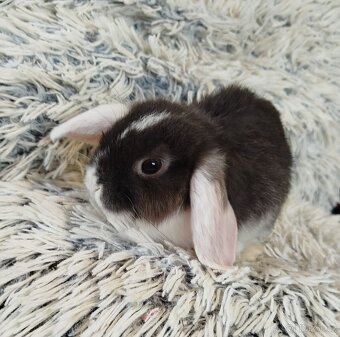 Minilop - anglický zakrslý beránek s VP - 6