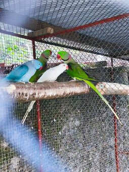 Alexander čínský - 6