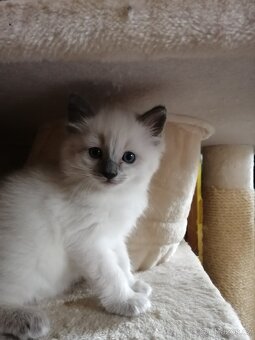 Ragdoll kocourek bez PP - 6