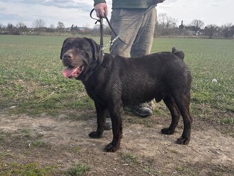ICE K ADOPCI - hnědý x-labrador, akční parťák - 6