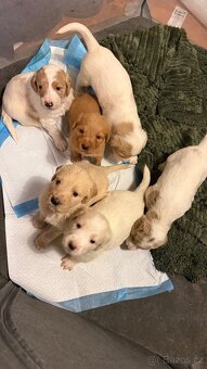 Goldendoodle - 6