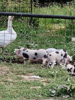 Prase kune kune - 6