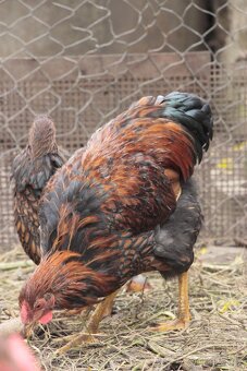 Wyandotka velká zlatá černě lemovaná kohout - 6