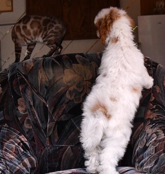 PUDL TRPASLIČÍ VÍCEBAREVNÝ -pejsek s PP - 6