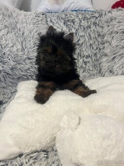 Jorkširský teriér s PP - 6