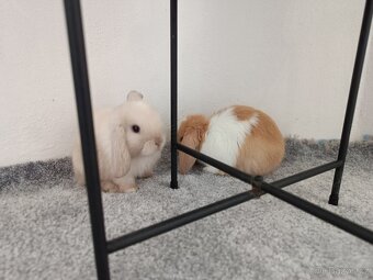 Nabízím miminka minilopů - 6