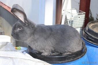 PRODÁM BELGICKÉ OBRY MODRÉ, ČERNÉ + 75 % KŘÍŽENCE OBRŮ - 6