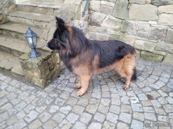 Německý ovčák dlouhosrstý -krytí - 6