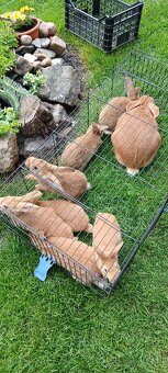 Králíci na prodej - 6