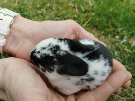 Zakrslý králík, zakrslý králíček - 6