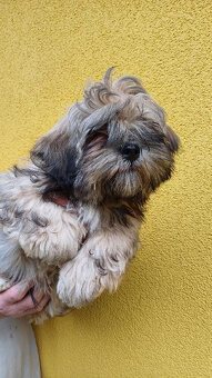 Prodám Lhasa Apso s PP - 6