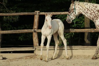 Appaloosa red few spot filly Cherry - 6