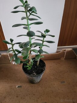 pokojové rostliny - 6