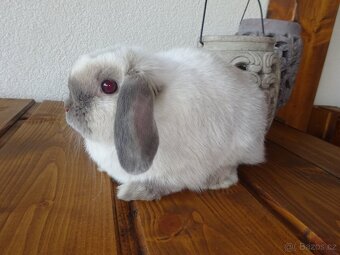 Minilop - samička - 6