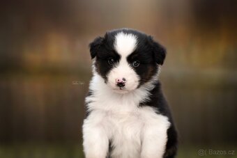 Australský ovčák - 6