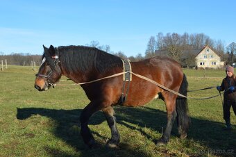 Prodám norického valacha - 6