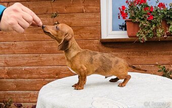 Jezevčík hladkosrstí trpasličí králičí s pp - 6